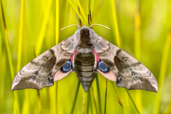 Smerinthus Ocellatus Una Polilla Europea Familia Sphingidae Las Orugas Alimentan — Foto de Stock