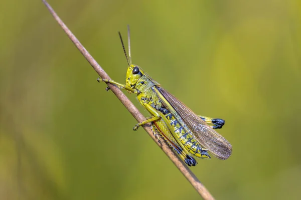 Large Marsh Grasshopper Stethophyma Grossum Perched Twig Tranquil Green Background — Stock Photo, Image