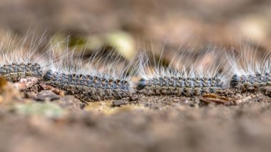 Oak processionary (Thaumetopoea processionea) caterpillars in a row on procession in june, the Netherlands clipart