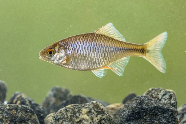Avrupabitterling (Rhodeus amarus) sakin arka planda doğal ortamda su altında yüzen vahşi balıklar. Hollanda,