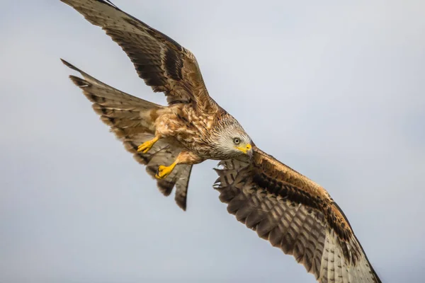 Cerf Volant Rouge Milvus Milvus Volant Dans Les Pyrénées Espagnoles — Photo