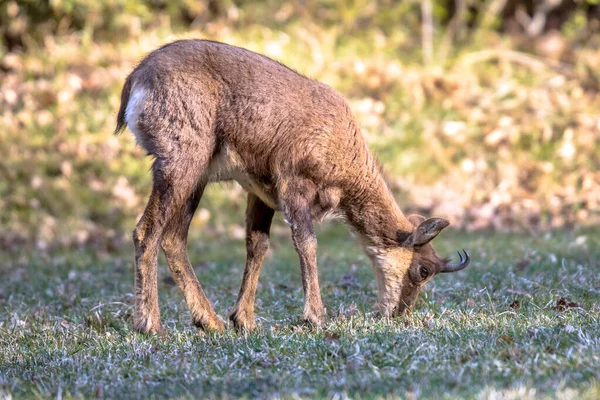 Camoscio Dei Pirenei Rupicapra Rupicapra Una Specie Antilope Caprina Originaria — Foto Stock