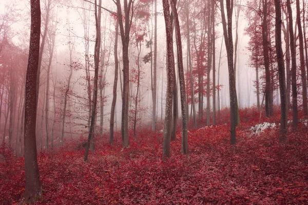 Kırmızı doymuş sanatsal sisli kayın ağaçları — Stok fotoğraf