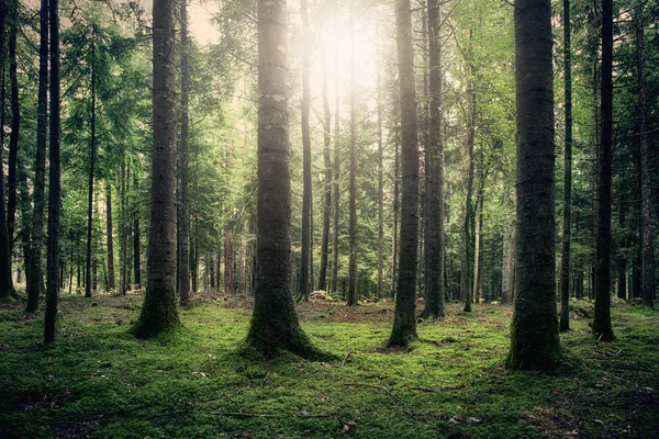 緑の苔むした森の風景の中の魔法の太陽 — ストック写真