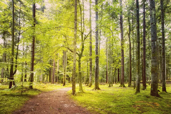 Belle Saison Printemps Forêt Ensoleillée Avec Sentier — Photo