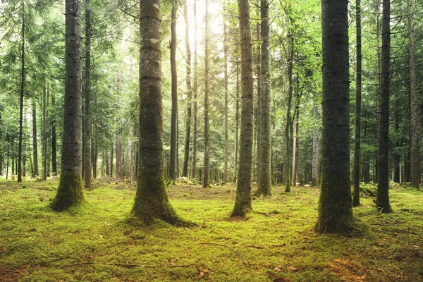 Красивий сонячний моховий лісовий пейзаж — стокове фото