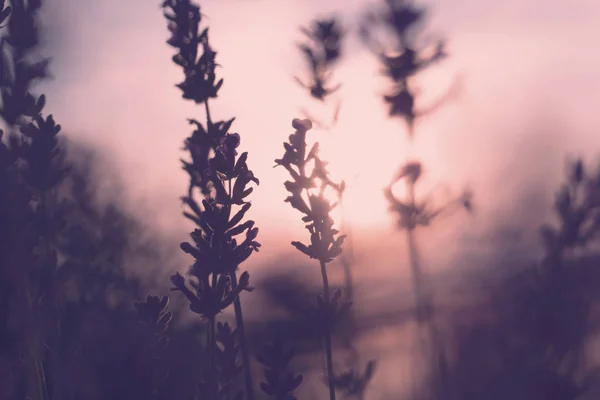 Mystic retro coloured lavender flowers
