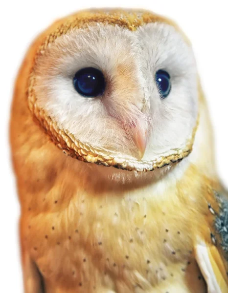 Barn owl portrait with white background — Stock Photo, Image