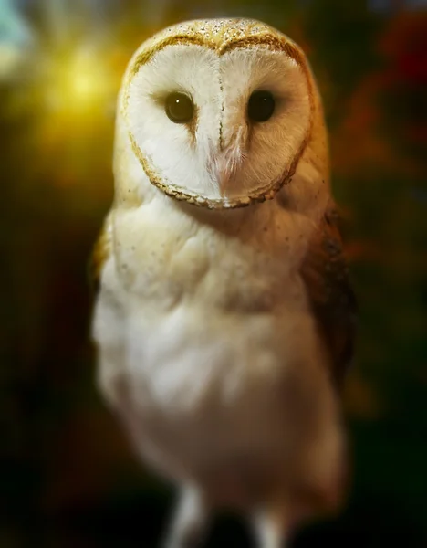 Barn owl portrait with dark nature background — Stock Photo, Image