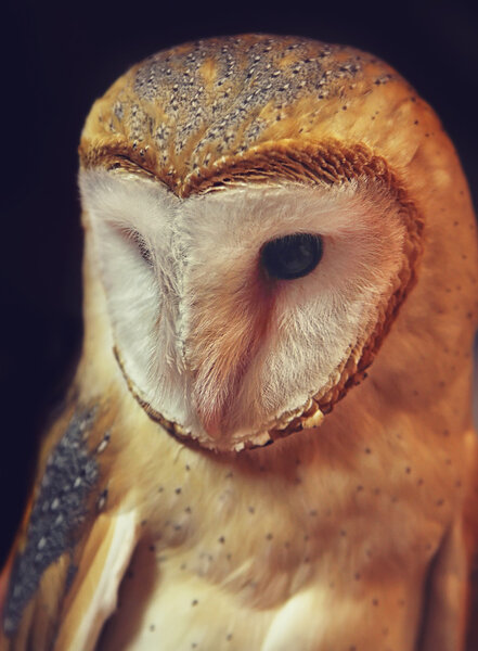 Barn owl portrait with black background. Shallow DOF ( soft focus on the owl head )