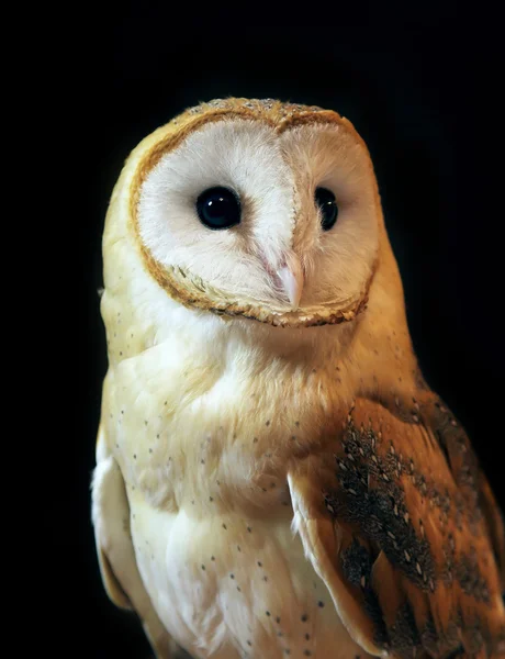 Portrait de hibou des clochers avec fond noir — Photo