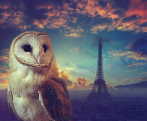 Noche en París, Francia. Retrato de lechuza con silueta de torre Eiffel — Foto de Stock