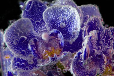 siyah arka plan üzerine soda su kabarcıkları ile orkide yakın çekim