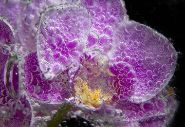 siyah arka plan üzerine soda su kabarcıkları ile orkide yakın çekim