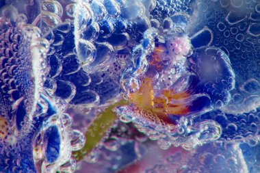 siyah arka plan üzerine soda su kabarcıkları ile orkide yakın çekim