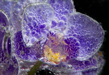 siyah arka plan üzerine soda su kabarcıkları ile orkide yakın çekim