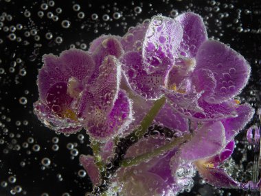 siyah arka plan üzerine soda su kabarcıkları ile orkide yakın çekim