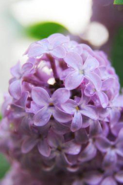 Su damlacıkları ile bahar Eflatun mor çiçeklerin yakın çekim.