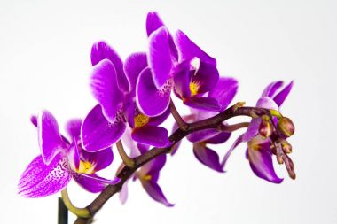 Görüntüyü orkide çiçek
