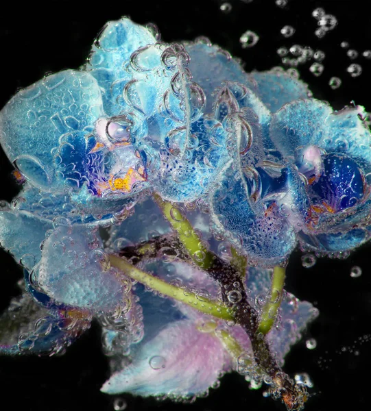 黒い背景に泡とソーダ水で蘭の花をクローズ アップ — ストック写真