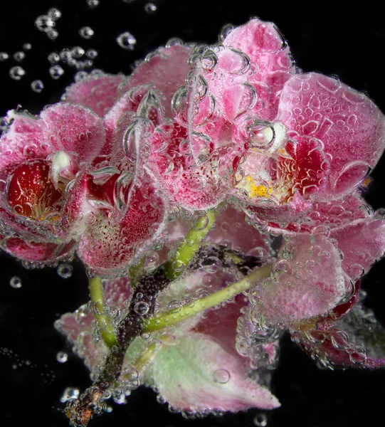 黒い背景に泡とソーダ水で蘭の花をクローズ アップ — ストック写真