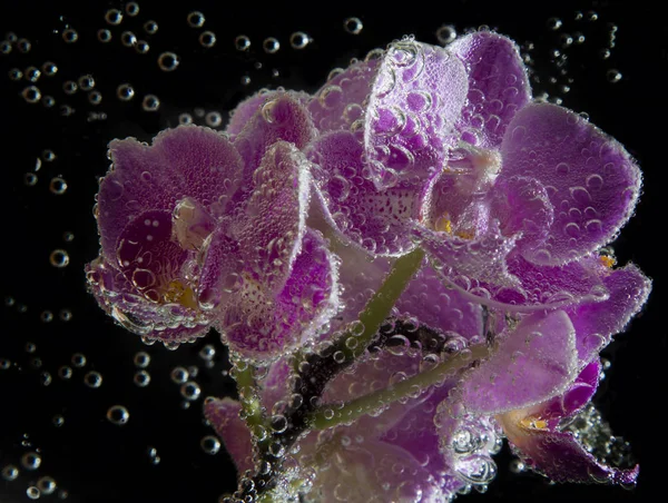 Orchids in soda water with bubbles close up on black background — Stock Photo, Image