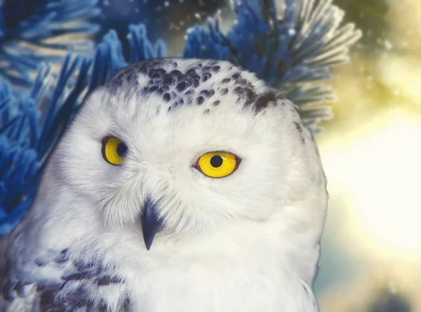 Polar owl portrait with natural background. Shallow DOF ( soft focus on the owl head ) — Stock Photo, Image