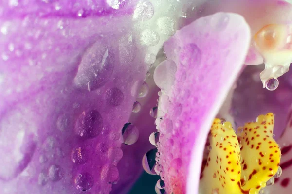 黒い背景に泡とソーダ水で蘭の花をクローズ アップ — ストック写真