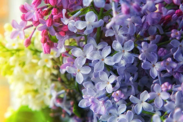 Primer plano de flores violetas lila primavera con gotitas de agua . —  Fotos de Stock