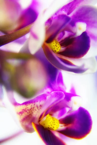 Imagem macro de flor de orquídea — Fotografia de Stock