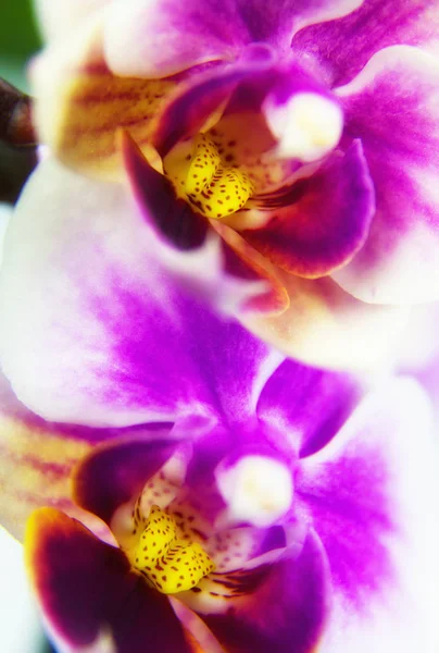 Imagem macro de flor de orquídea — Fotografia de Stock