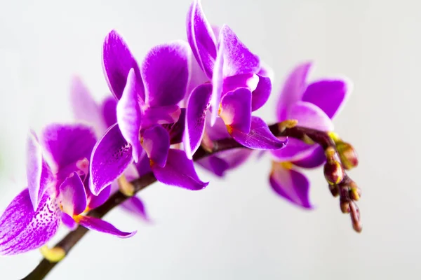 Imagem macro de flor de orquídea — Fotografia de Stock