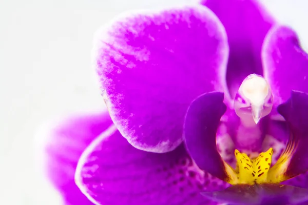 Orchidea kwiat makro obraz — Zdjęcie stockowe