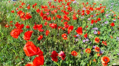 çiçekli yaz alan. yumuşak odak doğal arka plan