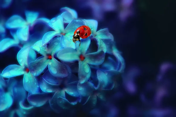 Biedronka na kwiat bzu — Zdjęcie stockowe
