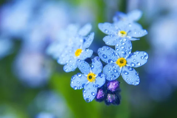 Esqueça-me não pétalas de flor perto com gotas de água Fotografia De Stock