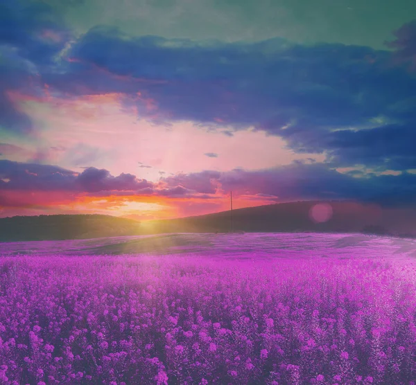 Letní pole s květinami na úchvatný západ slunce. měkké zaostření vintage barevné přírodní pozadí Stock Snímky