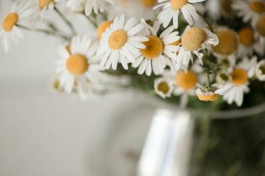 Vazoda bir buket papatya. Beyaz arka planda cam vazoda güzel bir papatya çayı. Minimalist ev dekorasyonu ayrıntıları.