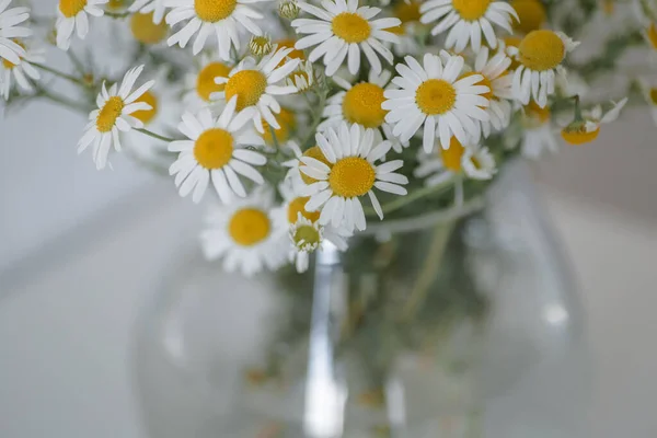 Strauß Margeriten Einer Vase Schöne Wilde Kamille Einer Glasvase Auf — Stockfoto