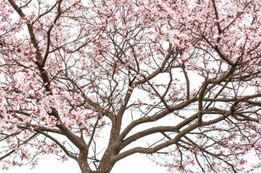 Baharda çiçek açan elma ağaçları. Çiçekli bahar ağacı arka planı. Pembe çiçekli arka plan. Elma ağacının pembe çiçekleri. Beyaz Rusya, Minsk.