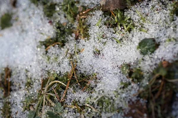 Snow Lies Moss Close Macro Photography Melting Snow Forest Details — Stock Photo, Image