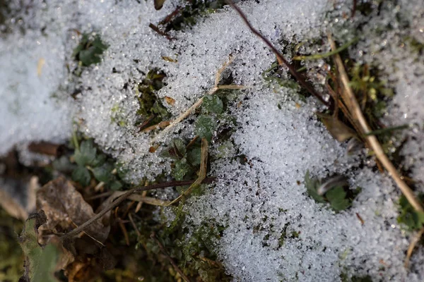 Snö Ligger Mossan Nära Håll Makrofotografering Smältande Snö Skogen Detaljer — Stockfoto