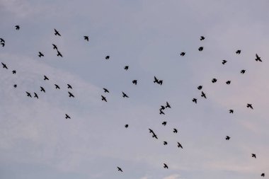 Pembe günbatımında gökyüzünde kuş sürüsü. Kuşlar kış için ayrılıyor..