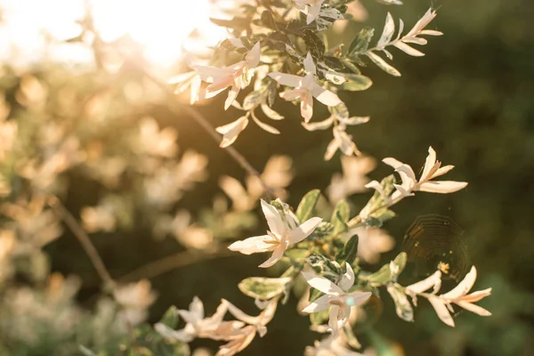 Flores Blancas Árbol Una Hermosa Luz Puesta Sol Suave Fondo — Foto de Stock