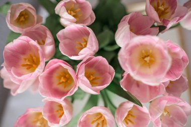 Bir buket bahar çiçeği cam vazoda güzel çiçekler. Beyaz arkaplanda taze pembe laleler.