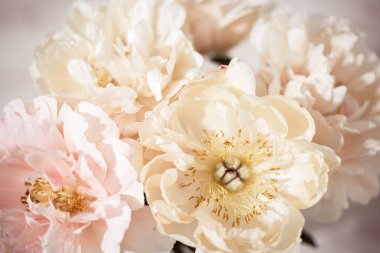 Güzel beyaz, pembe ve kremalı şakayıklar. Şakayık buketi yakın çekim. Pembe taç yaprağı dokusu.