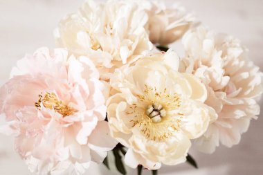 Güzel beyaz, pembe ve kremalı şakayıklar. Şakayık buketi yakın çekim. Pembe taç yaprağı dokusu.