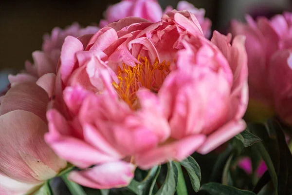 Прекрасний Рожевий Квітковий Фон Півонія Крупним Планом Рожева Текстура Пелюсток — стокове фото