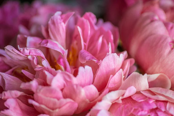 Hermoso Fondo Flor Rosa Peony Cerca Textura Pétalo Rosa —  Fotos de Stock