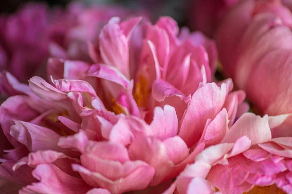 Hermoso Fondo Flor Rosa Peony Cerca Textura Pétalo Rosa —  Fotos de Stock